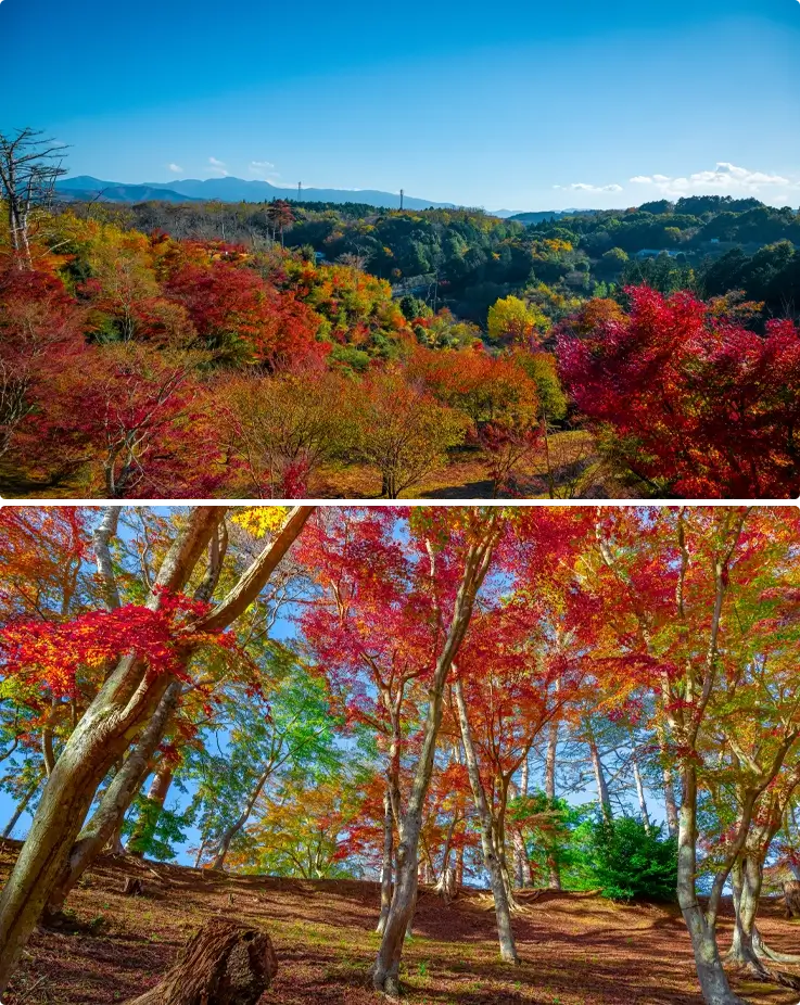 Autumn foliage of maple trees at Shuzenji Shizen Koen