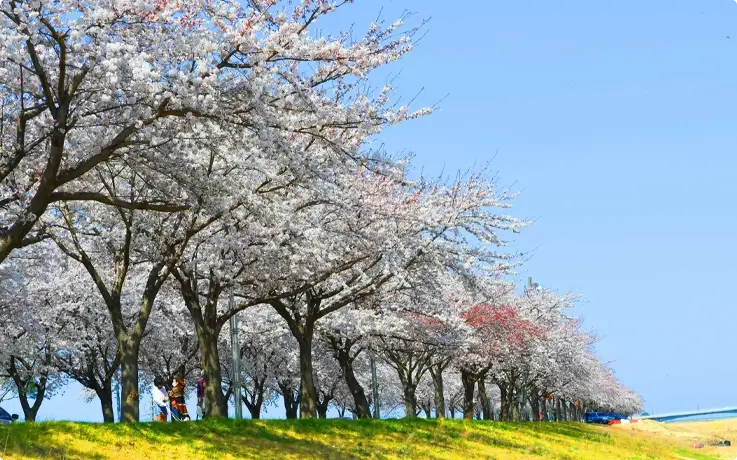 Namdaecheon Cherry Blossom street in Gangwondo