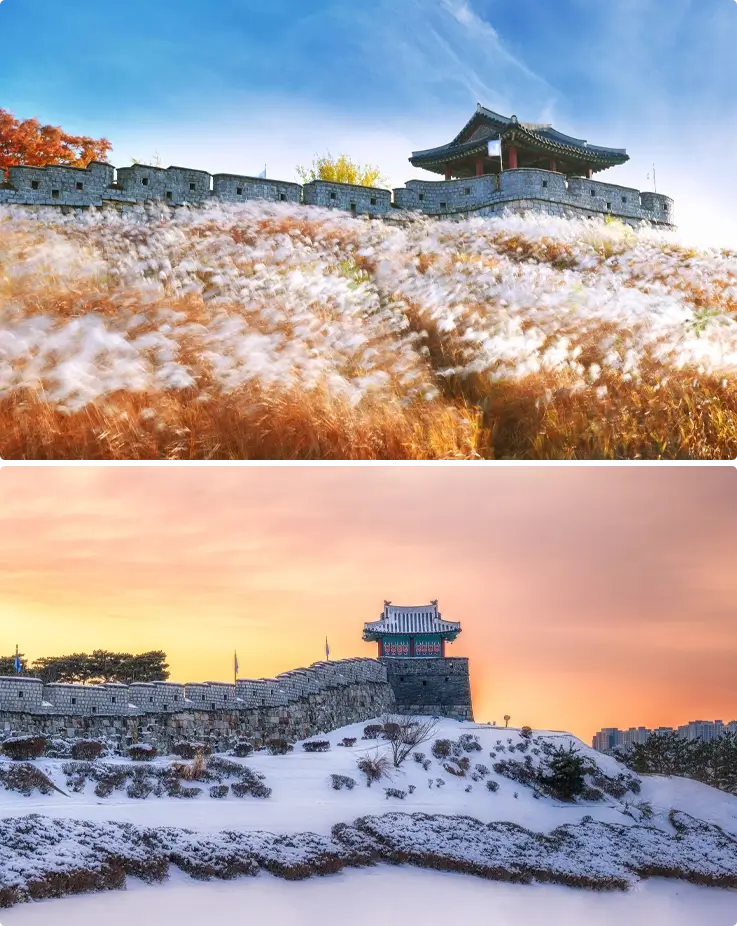 Rumput perak di Suwon Hwaseong Fortress di bagian atas, Benteng yang diselimuti salju di bagian bawah