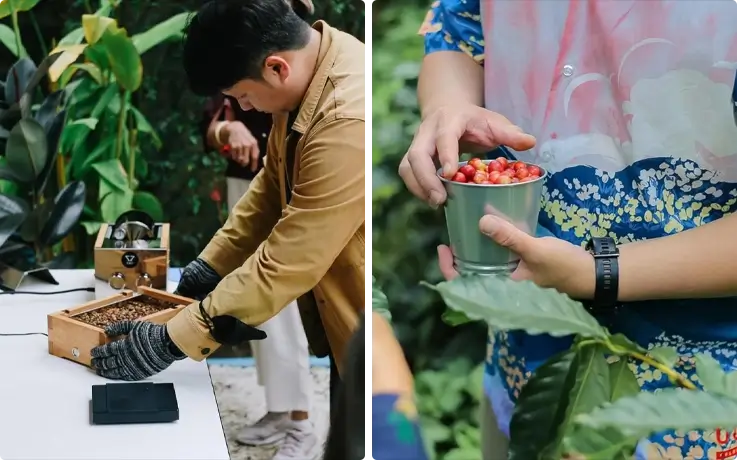 Chiang Mai coffee farm tour