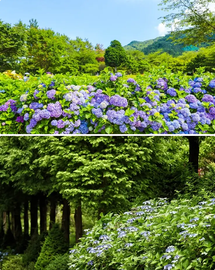 Goseong Hydrangea Festival at Manhwabangcho Garden