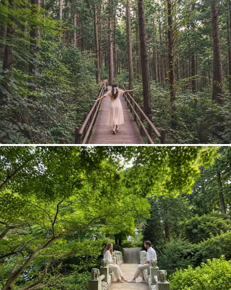 Miraesa Hinoki Cypress Forest in Tongyeong