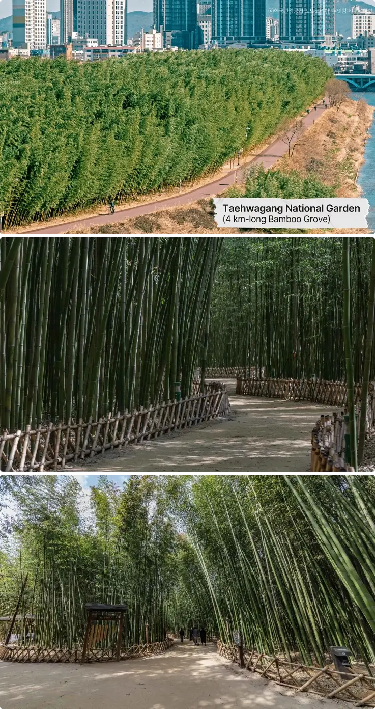 Bamboo grove at Taehwagang National Garden in Ulsan