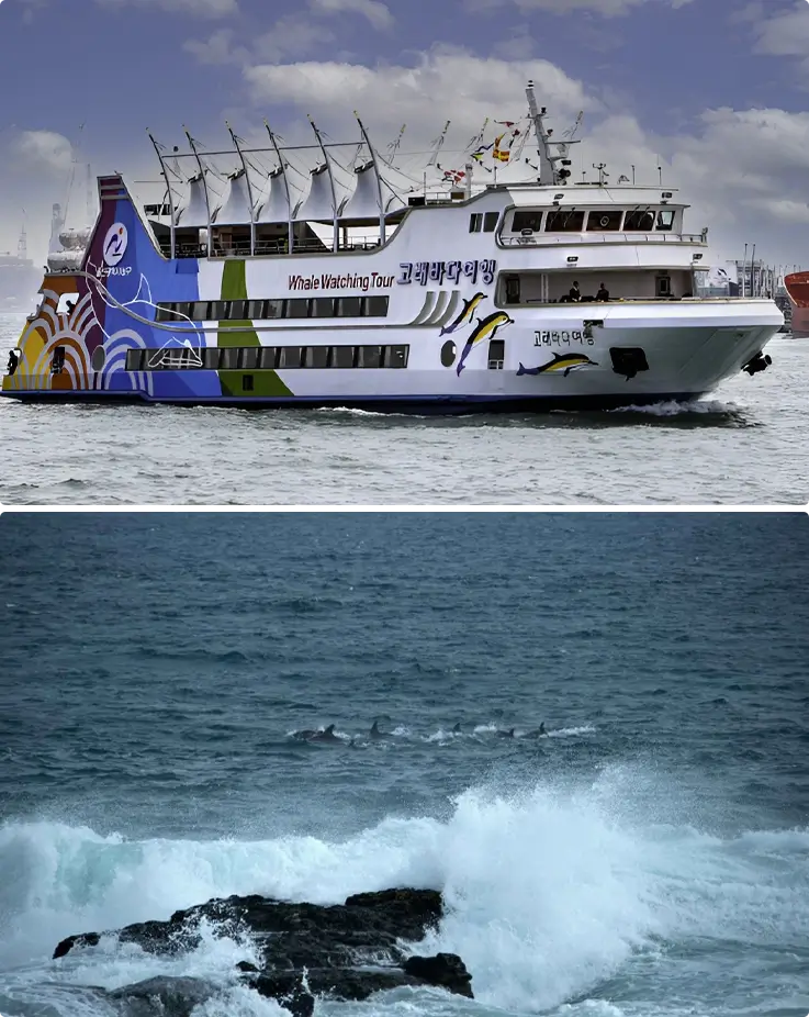 Jangsaengpo Whale Watching Cruise on top, dolphins on the bottom in Ulsan