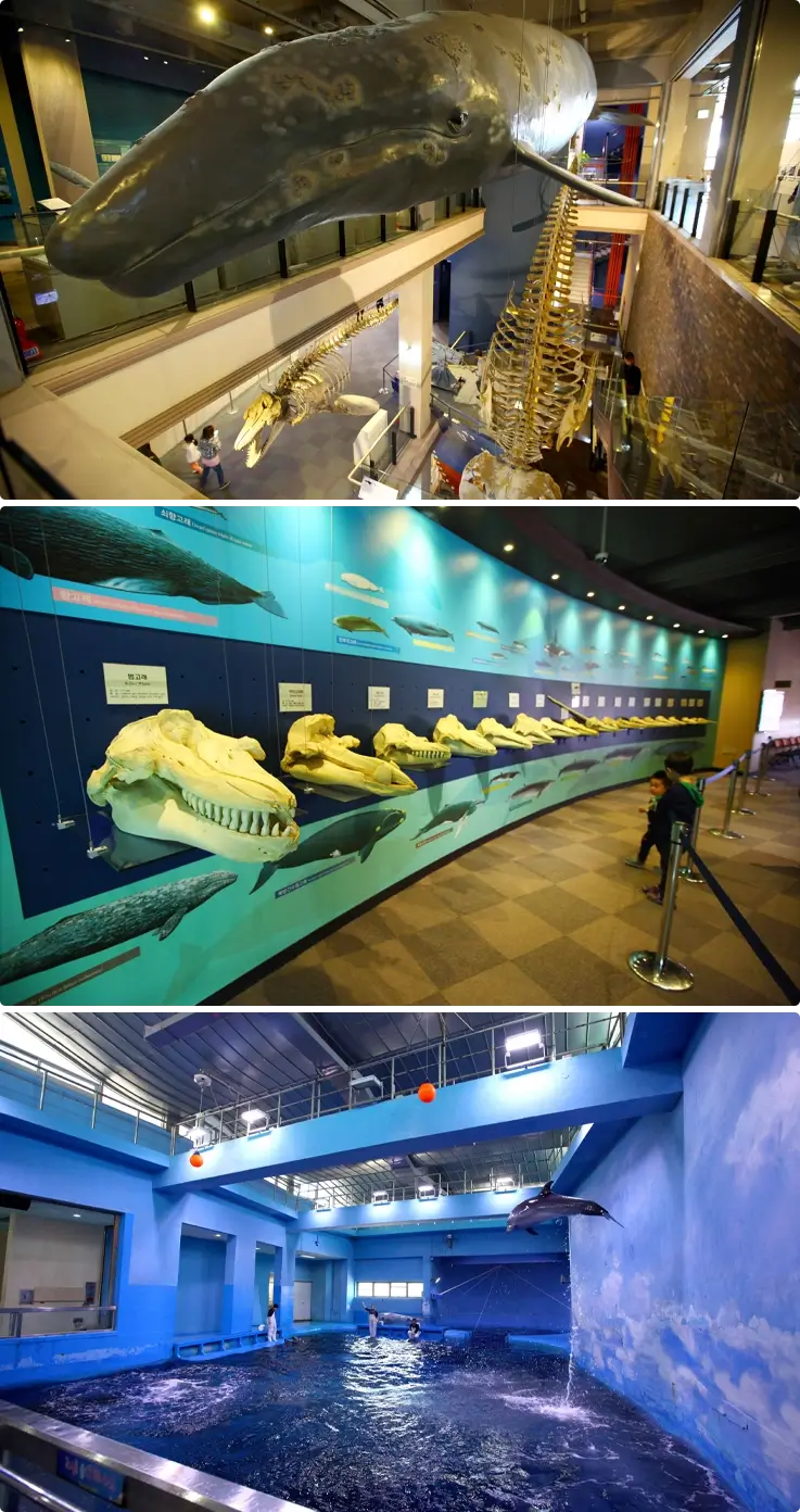 Exhibits at Jangsaengpo Whale Museum in Ulsan