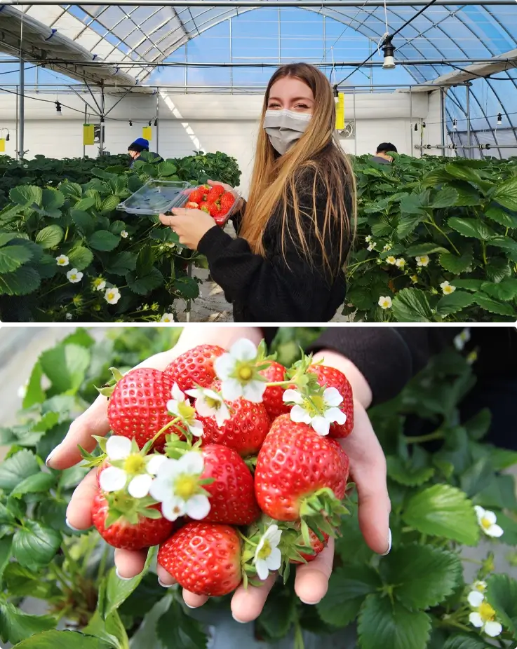 Strawberry picking at a local winter farm near Seoul