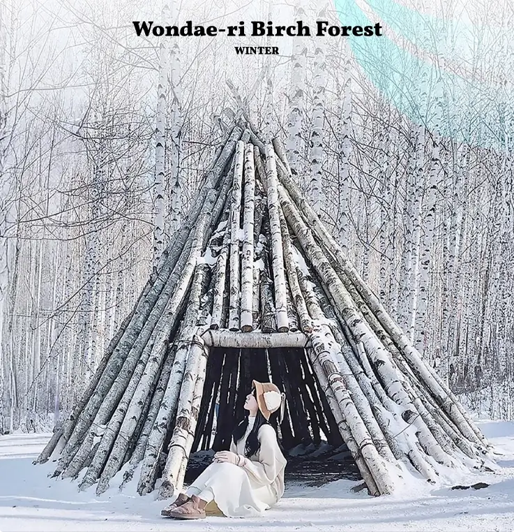 Visitor taking photos at Wondae-ri Birch Forest