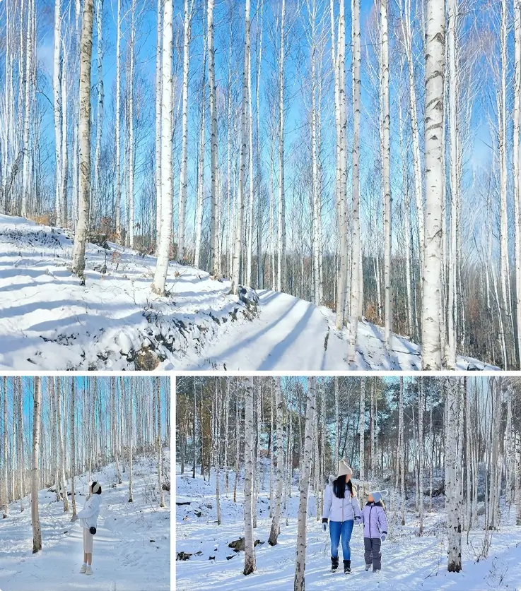 Wondae-ri Birch Forest in winter