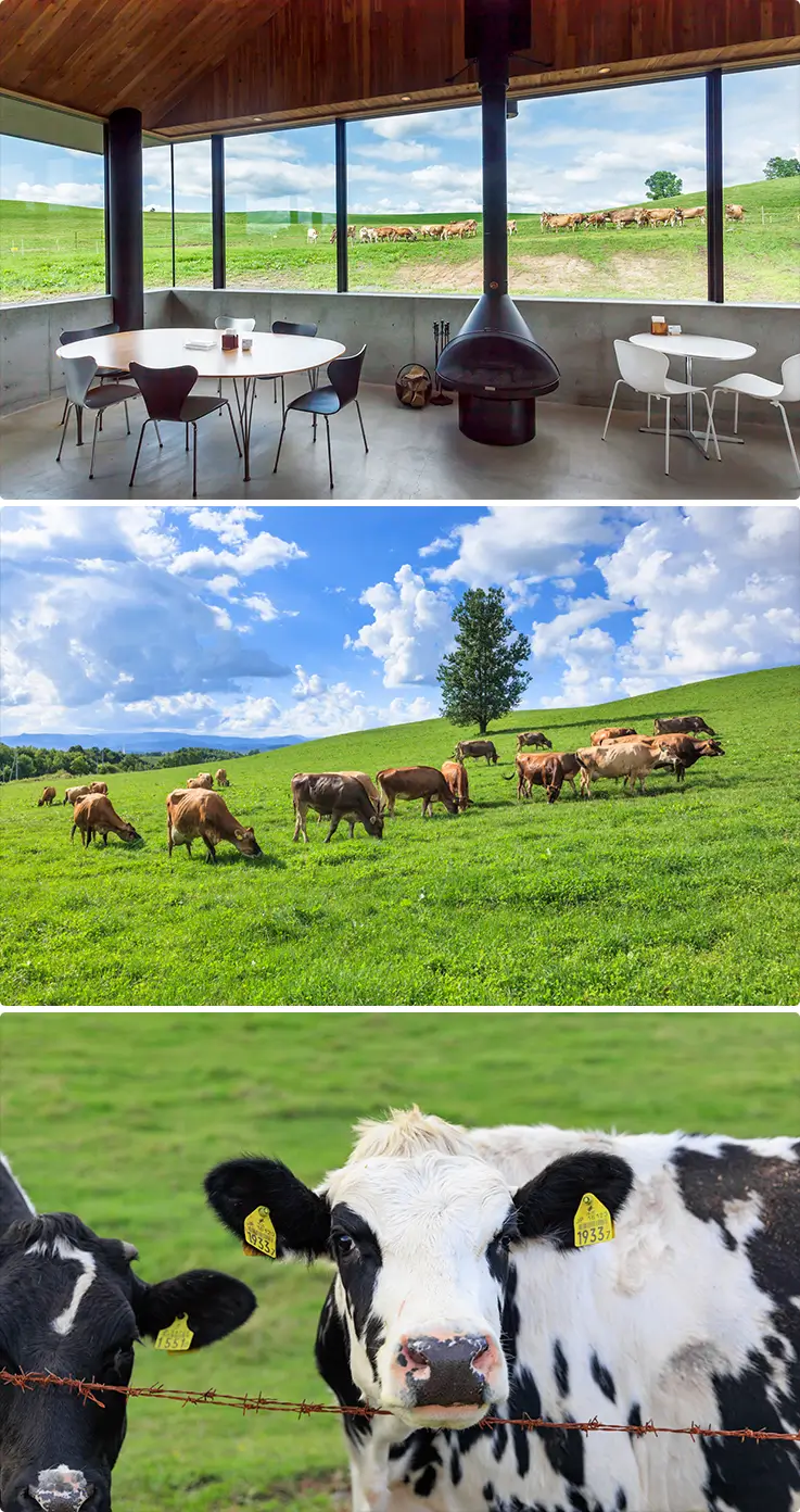 Cute cows at Biei Pasture Dairy Farm