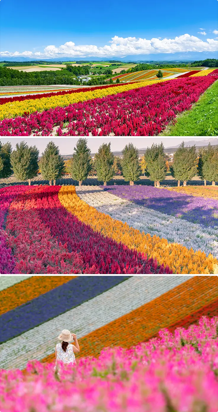 Stunning flower fields at Shikisai no Oka in Biei