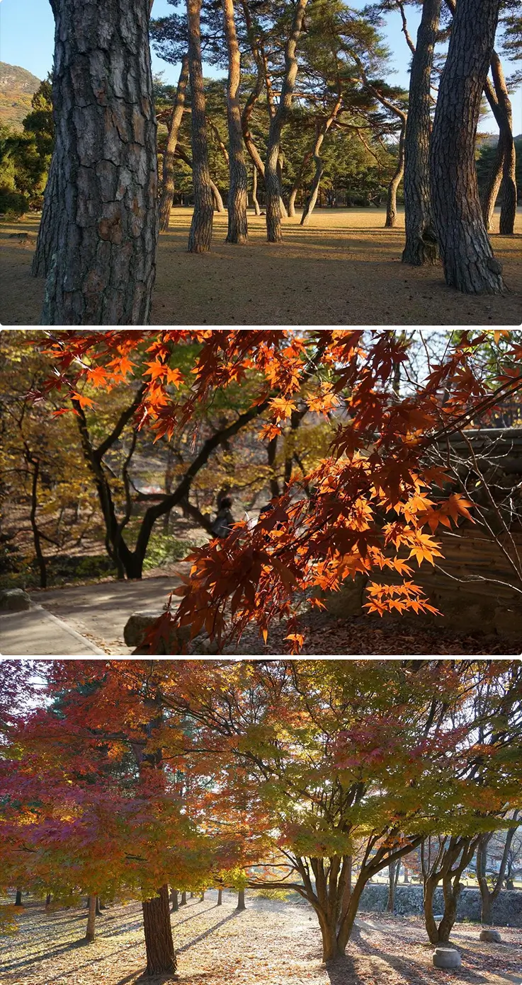 Breathtaking landscapes in autumn at Sejo-gil Forest Trail in Songnisan National Park in Boeun