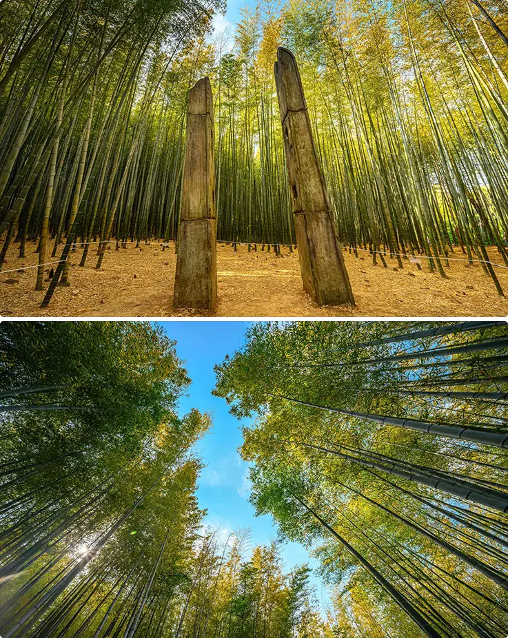 Towering bamboo forest with stone sculptures and upward canopy view of sky at Ahopsan.