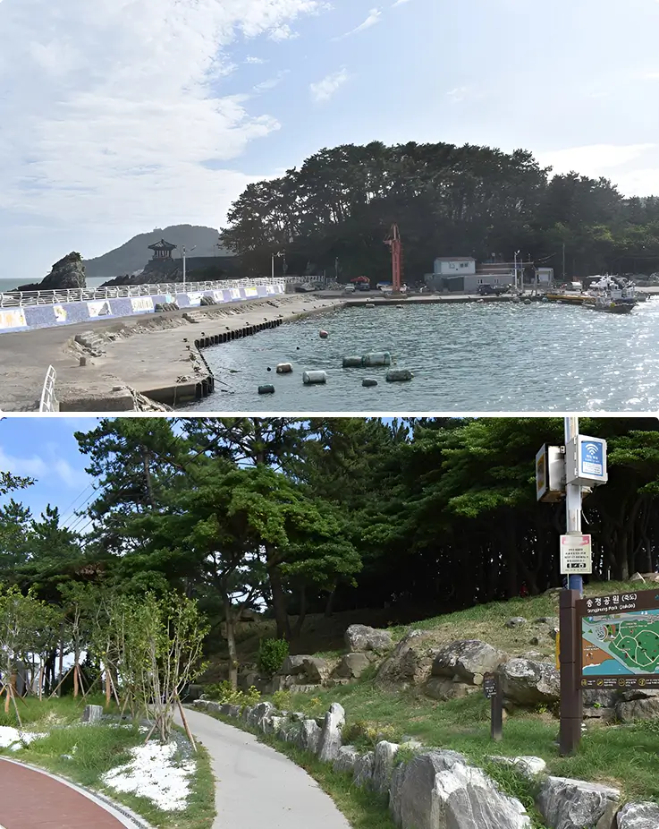 Scenic coastal walking trail through Jukdo Park's pine forest.