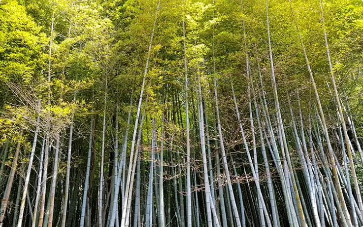 Towering bamboo forest at Naewonjeongsa Temple with dense green canopy creating a serene natural corridor.