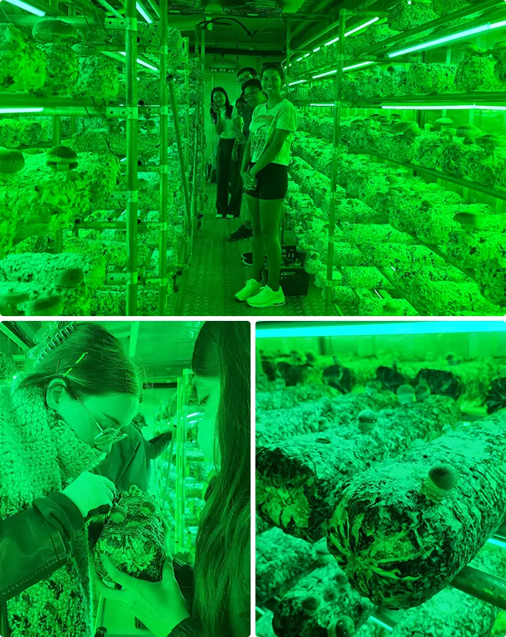 Guests explore rows of mushrooms growing under vivid green indoor smart-farm lighting.