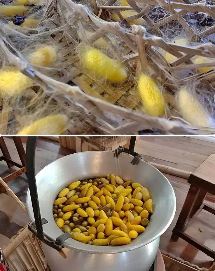 Silk being pulled from cocoons at the Thai Silk Village in Chiang Mai