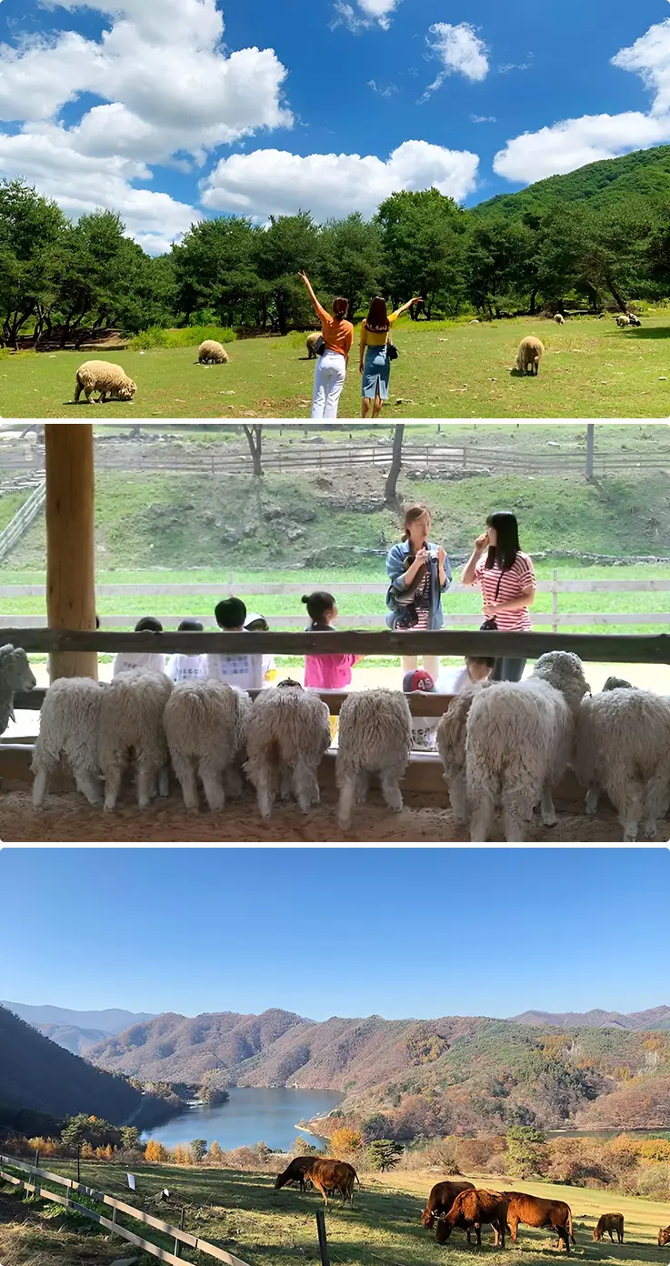 Grazing sheep and cattle roam scenic hillside pastures overlooking a tranquil countryside lake view.