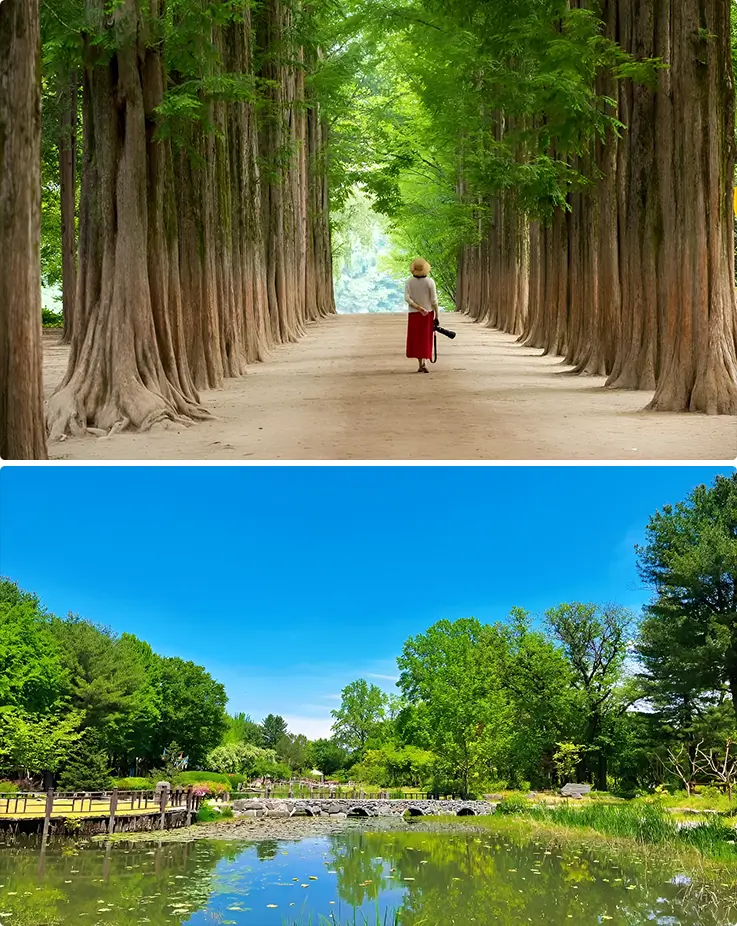 Lively summer landscapes at Nami Island in Chuncheon