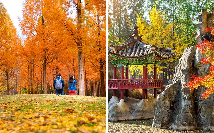 Maple and ginkgo trees at Chuncheon Nami Island in autumn