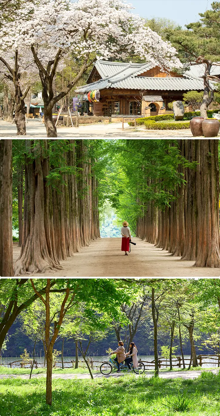 Overwhelming seasonal views at Nami Island in Chuncheon