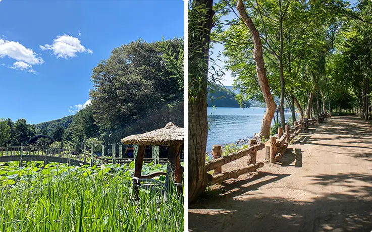 Beautiful lush landscapes at Chuncheon Nami Island in summer