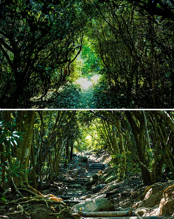 Overwhelming landscapes at Itoshima's Totoro Forest in Fukuoka