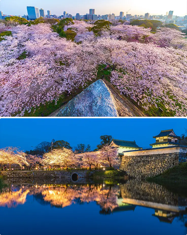 Magnificent cherry blossoms and Fukuoka Castle ruins at Maizuru Park