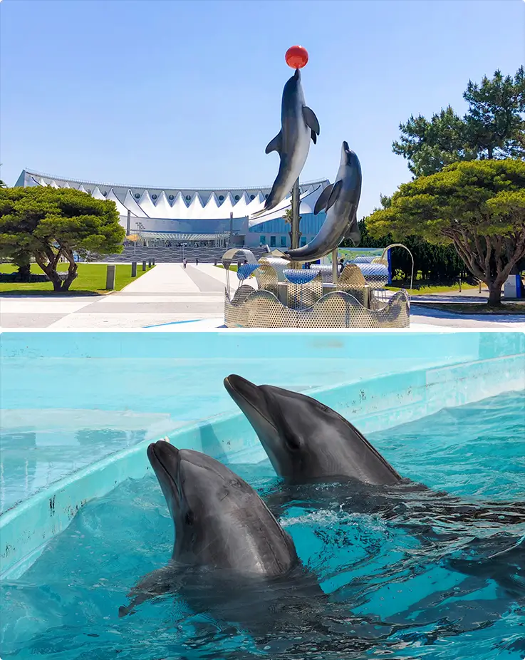Cute dolphins at Marine World Uminonakamichi in Fukuoka
