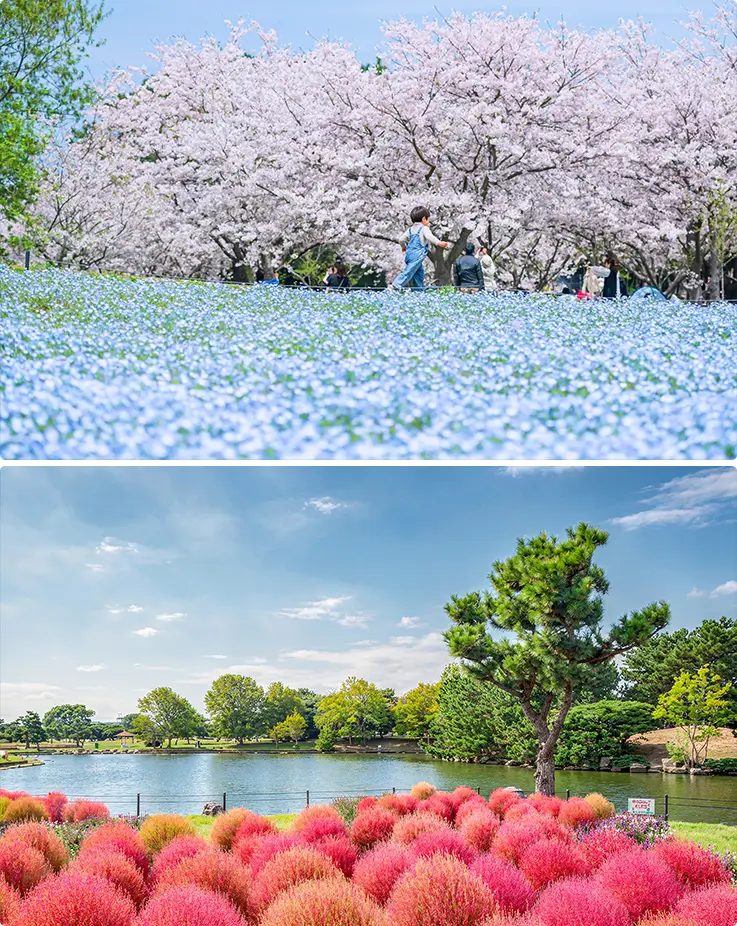 Scenic landscapes at Uminonakamichi Seaside Park in Fukuoka