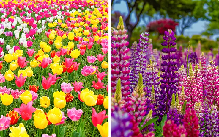 Beautiful flowers at Uminonakamichi Seaside Park in Fukuoka