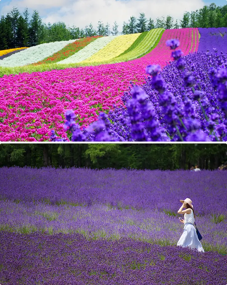 Exceptional flower scenery at Farm Tomita in Furano