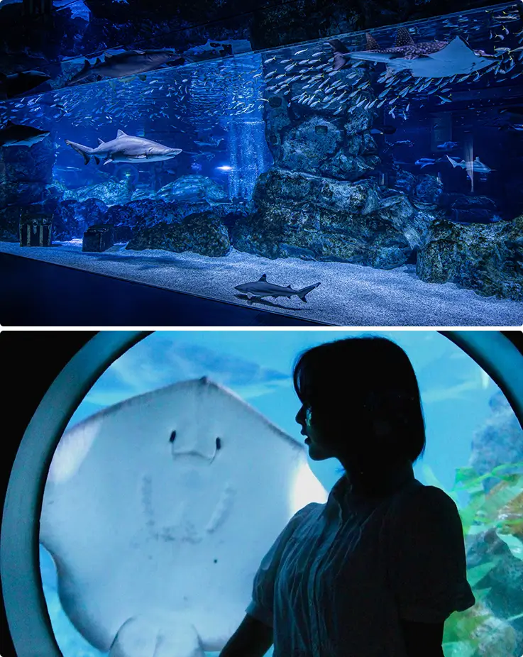 COEX Aquarium