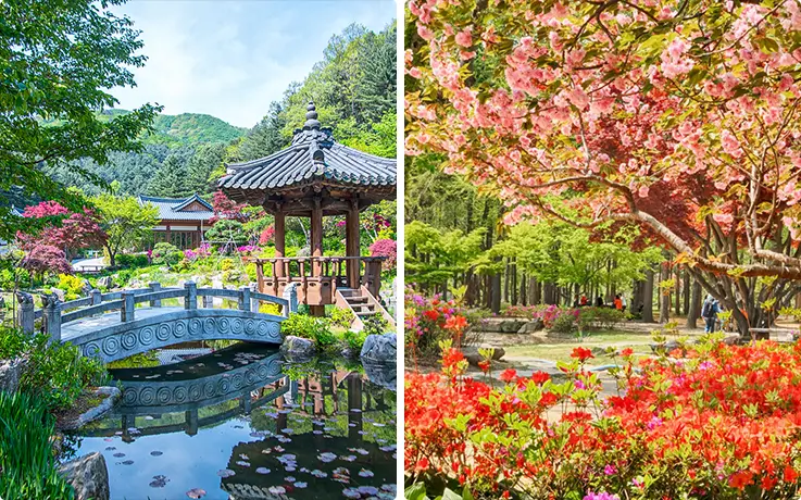 Overwhelming flower scenery at the Garden of Morning Calm in Gapyeong and Nami Island in Chuncheon