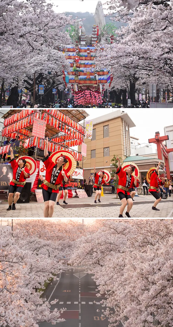 Overwhelming Hitachi Cherry Blossom Festival landscapes at Heiwa Street