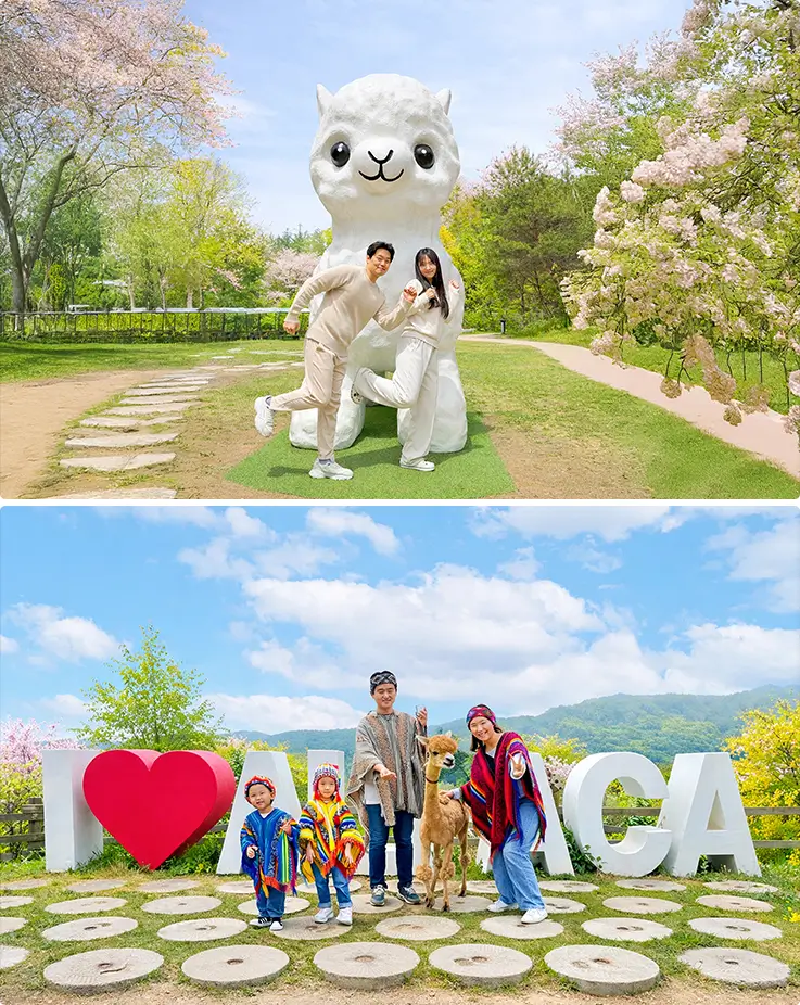 People taking photos at Alpaca World in Hongcheon