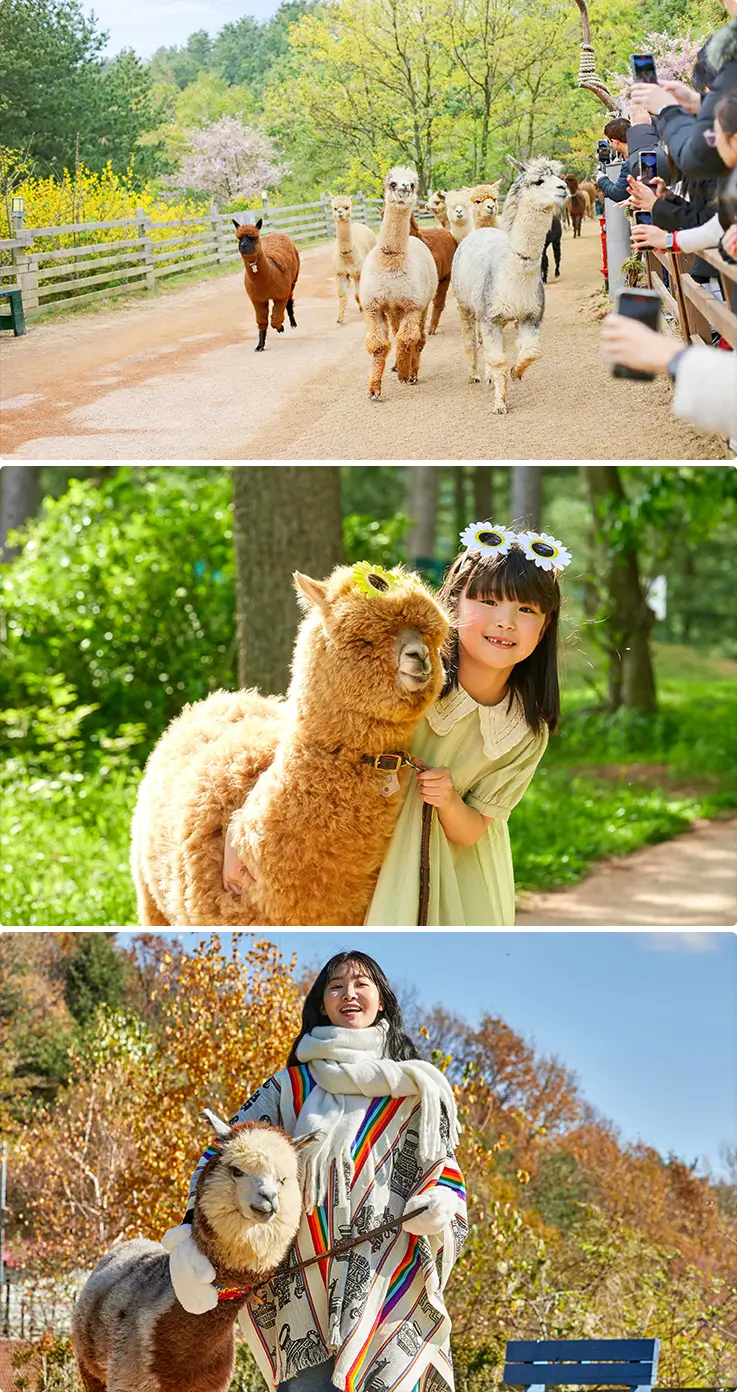 People interacting with alpacas at Alpaca World in Hongcheon