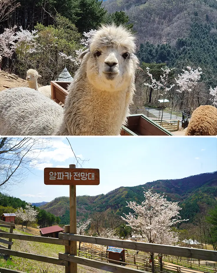 Vibrant spring scenery at Alpaca World in Hongcheon