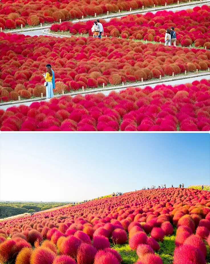 Stretches across rolling hills covered in thousands of fiery red kochia bushes.