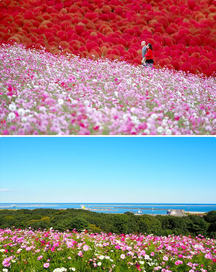 Blends crimson kochia fields with soft pink cosmos flowers near the coastline.