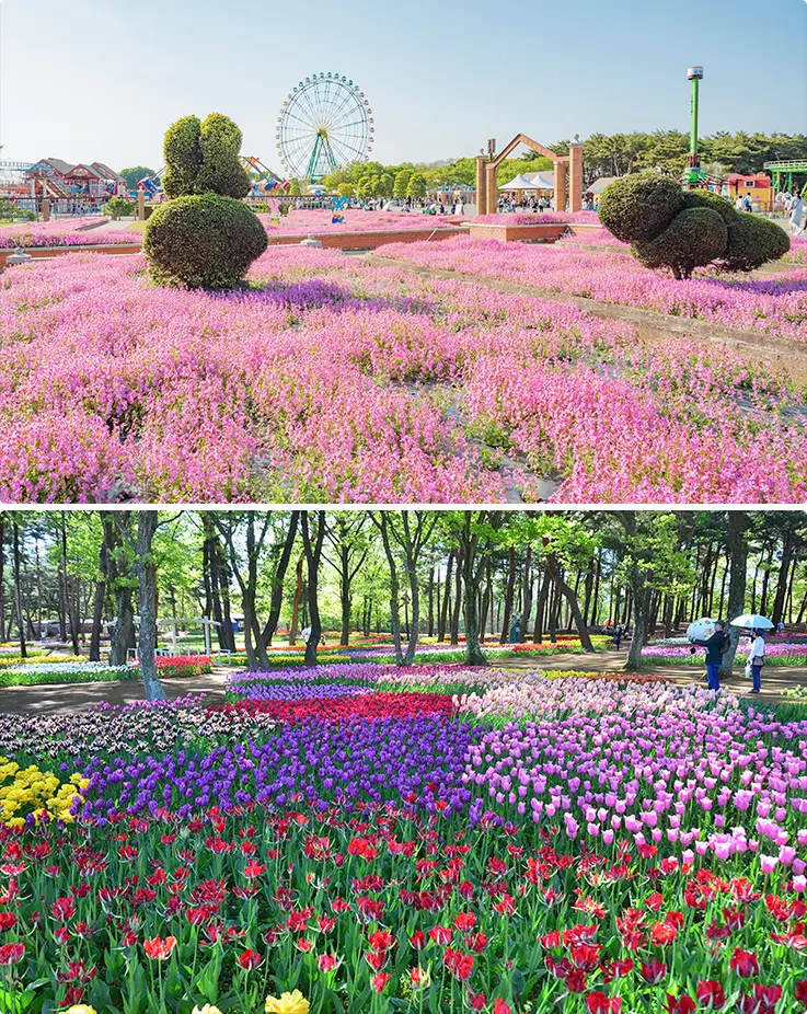 Various flowers at Hitachi Seaside Park