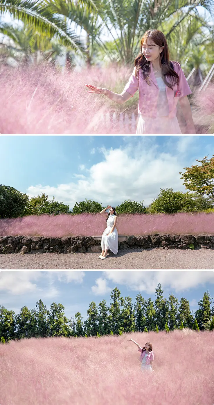 Visitors wander through Jeju's pink muhly grass fields under a bright autumn sky.