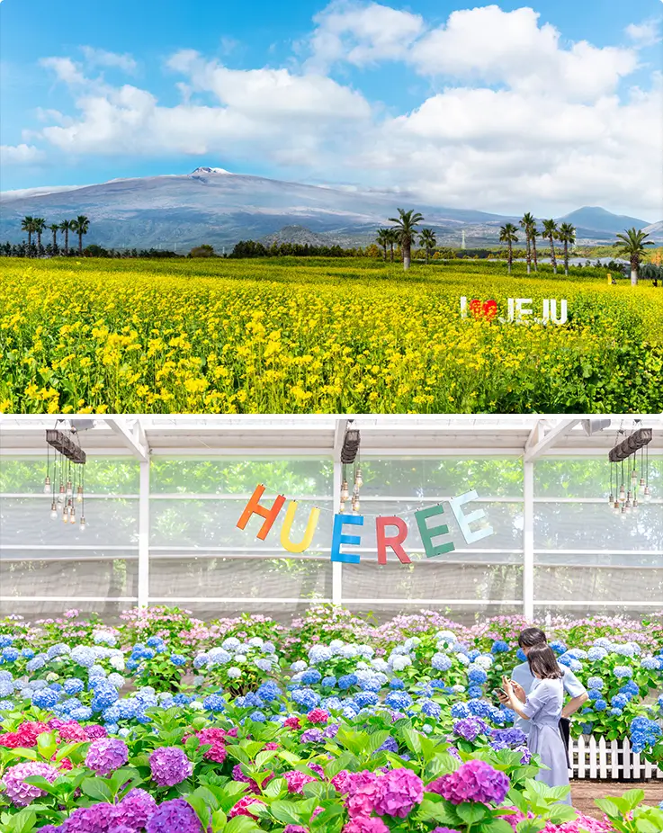 Stunning canola flowers and hydrangea blooms at Jeju Hueree Natural Park