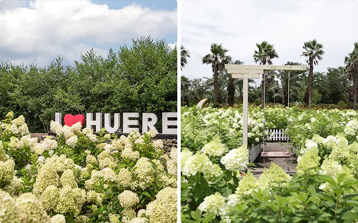 Jeju Hueree Natural Park hydrangea garden with I♥HUERE sign and swing