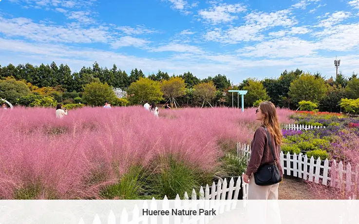Visitor admires pink muhly fields at Jeju's Hueree Nature Park in autumn.