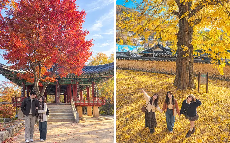 全州韓屋村で秋の紅葉の東屋を眺めるカップルと、黄金色のイチョウの木の下を歩く旅行者