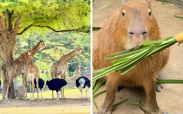 Giraffes and ostriches on the left, and a capybara eating grass on the right, at Khao Kheow Open Zoo in Thailand
