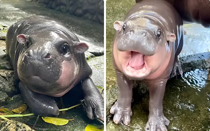 Moo Deng, the pygmy hippo, at Khao Kheow Open Zoo in Thailand