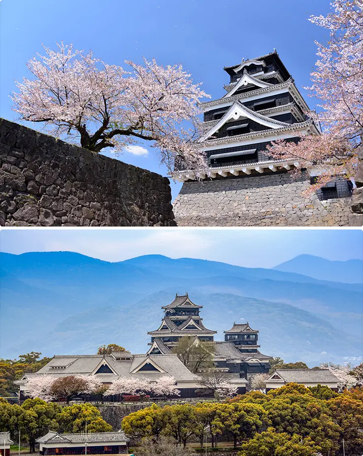 Kumamoto Castle with beautiful cherry blossoms