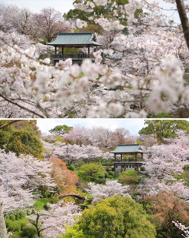 Kikuchi Park surrounded by lovely sakura in Kumamoto