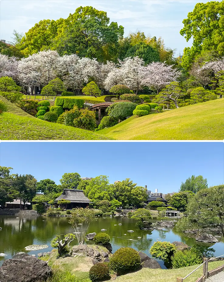 Suizenji Jojuen Garden with cute sakura in Kumamoto